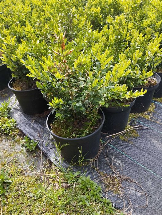 Bukszpan okolice Kraśnika