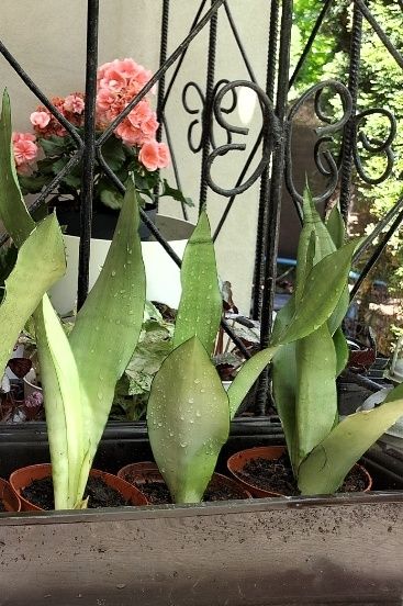 Sansevieria sansewieria Moonshine różne wielkości Spiral Star
