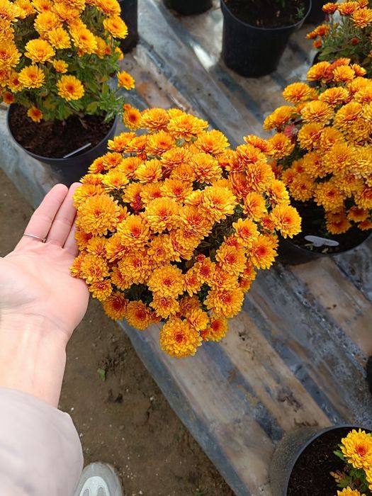 Chryzantema drobnokwiatowa