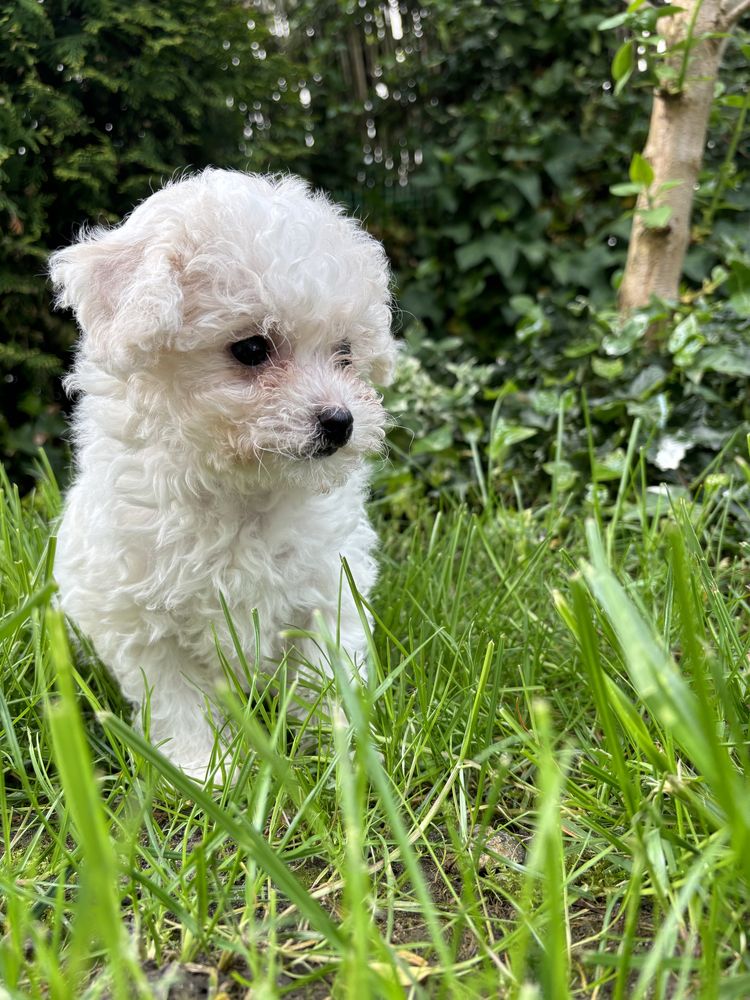 Bichon Frise / Piesek