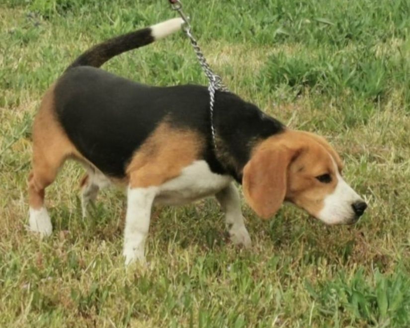 Beagle Śliczny Szczeniak Zaprasza