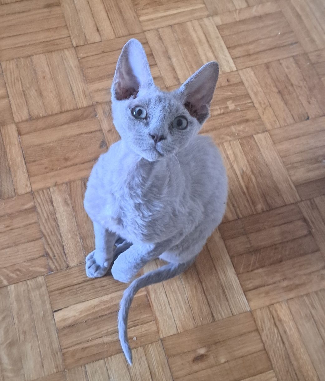 Liliowy kocurek devon rex