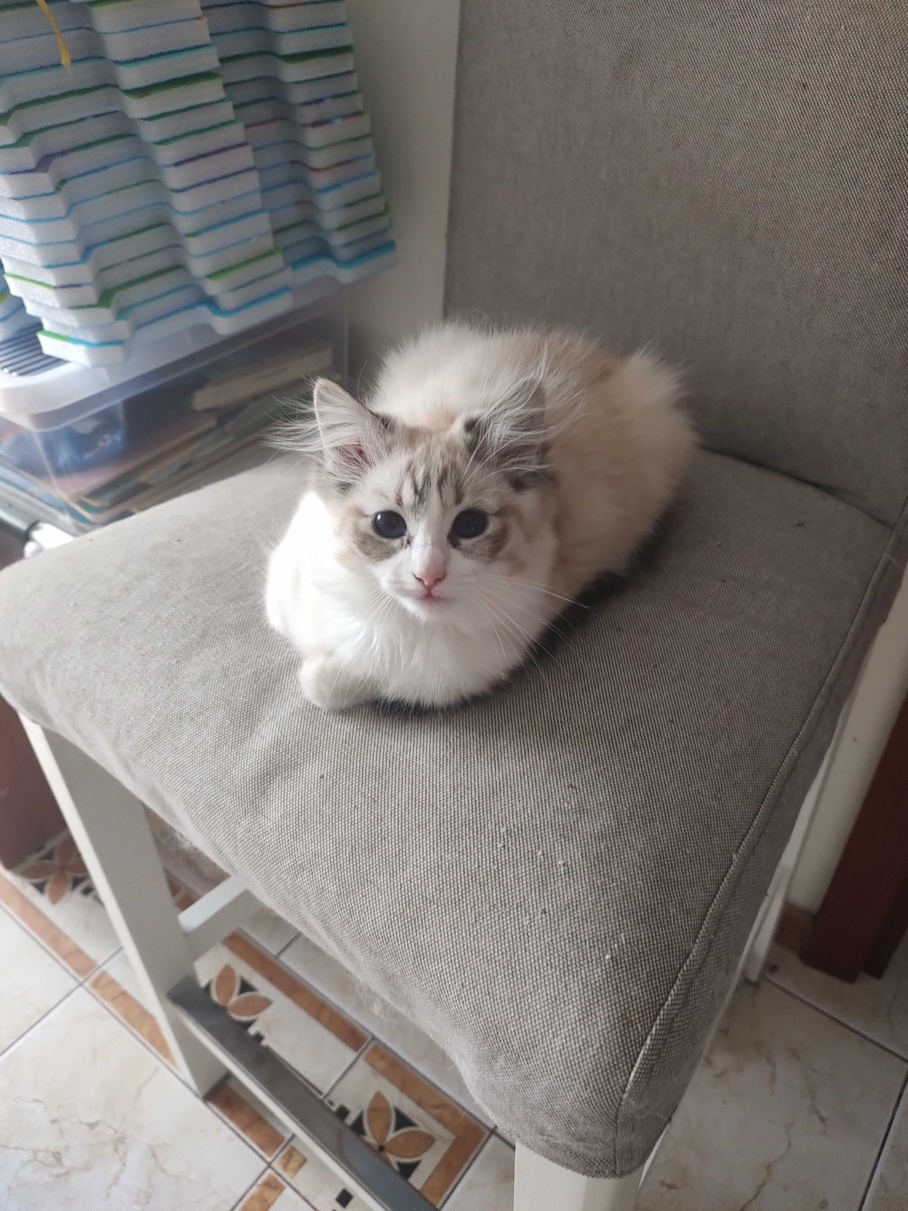 Ragdoll śliczna kotka lynx