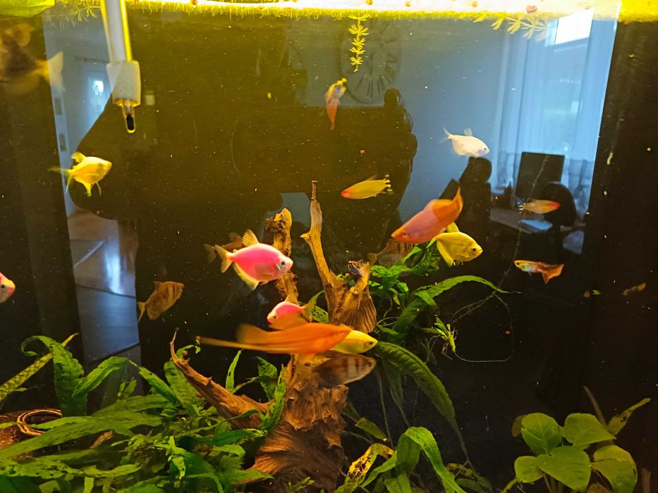 Duże rybki mieczyki