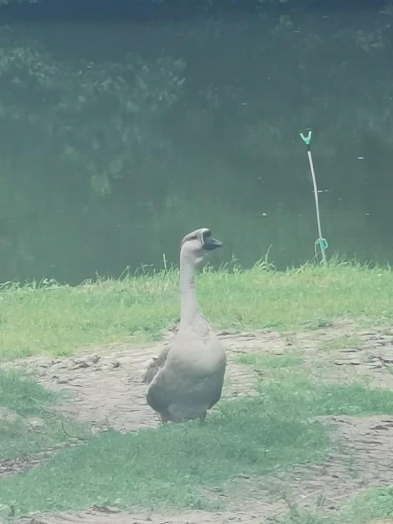 Sprzedam rocznego gęsiora