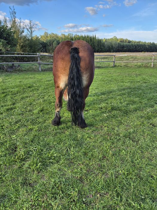 Klacz zimnokrwista źrebna!