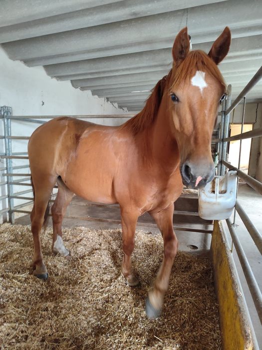 Belo cavalo crusado castrado 7 anos