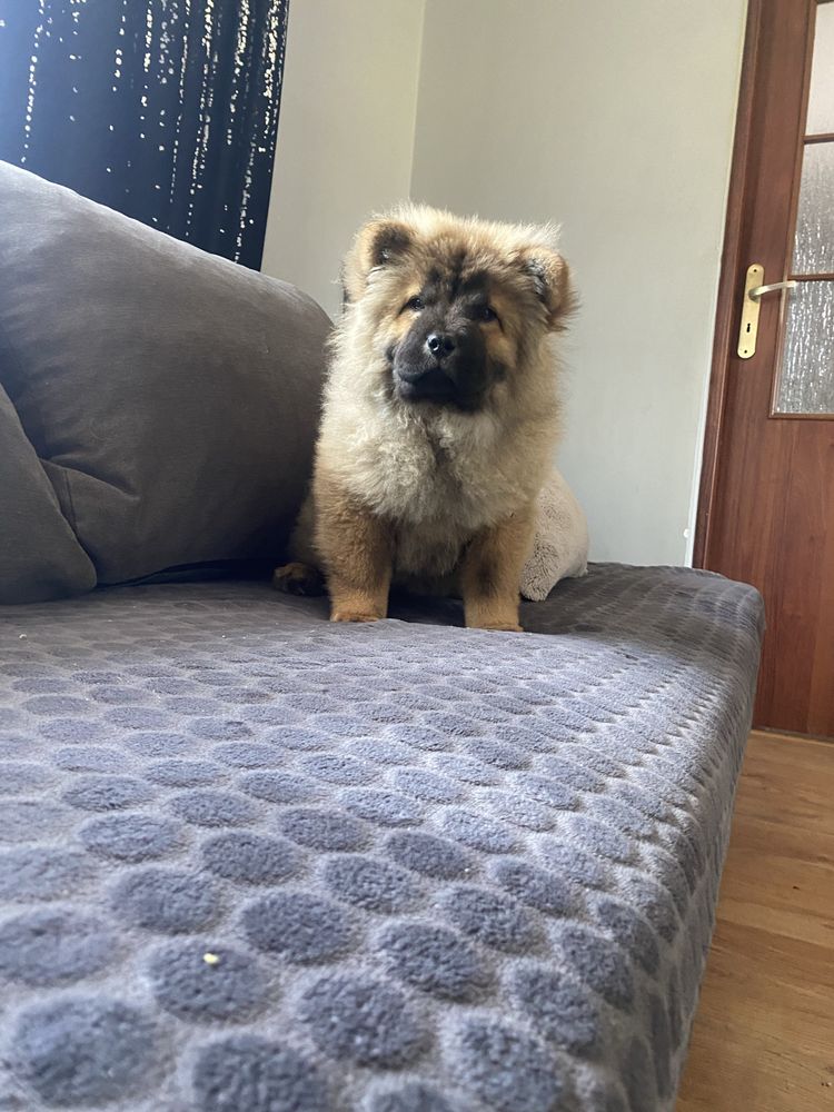 Suczka chow chow !