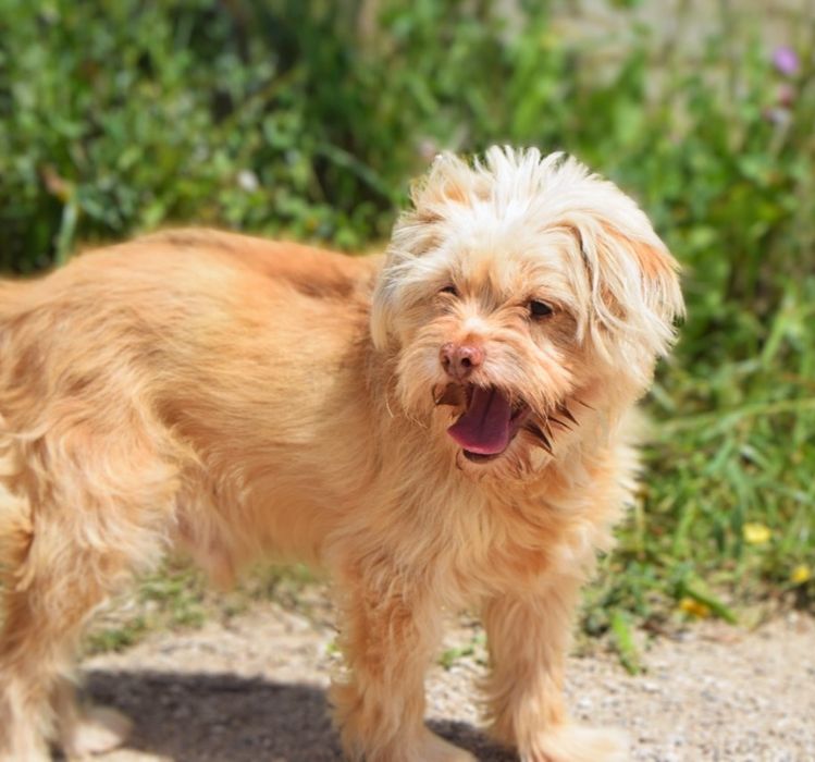 Goldie - cão pequeno para adoção