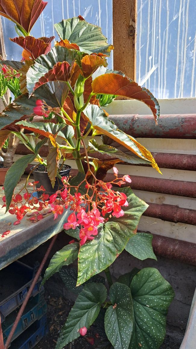 Begonia Maculata Duże Rośliny