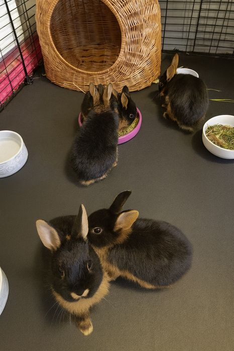 Karzełki czarne podpalane z rodowodem