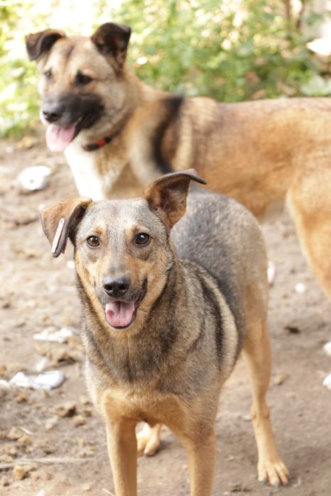Віддам у Добрі руки, безкоштовно