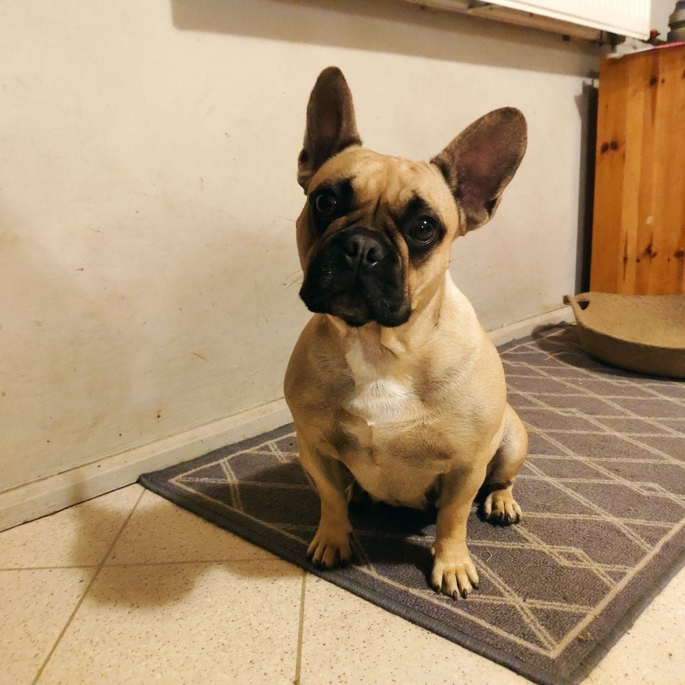 Buldog Francuski