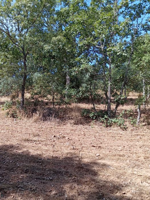 Terreno agrícola em Aldeia do Bispo/Penamacor com 1 hectare.