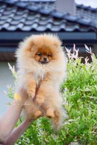 Szpic miniaturowy Pomeranian, FCI- ZKwP