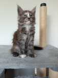 Maine Coon kotka ,, RUDY IROKEZ,,