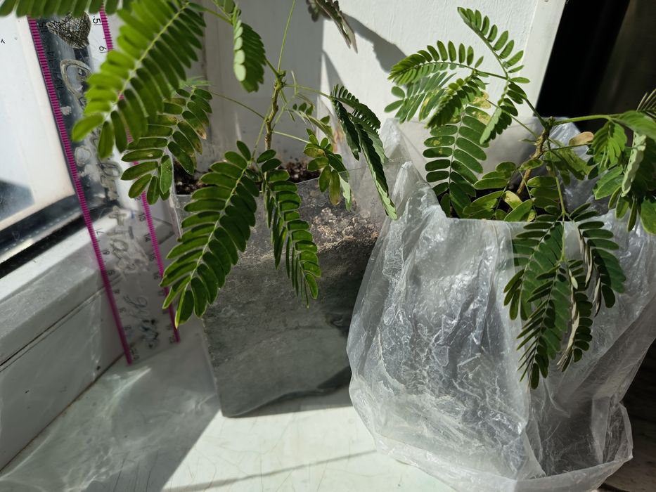 Альбиция в Одессе