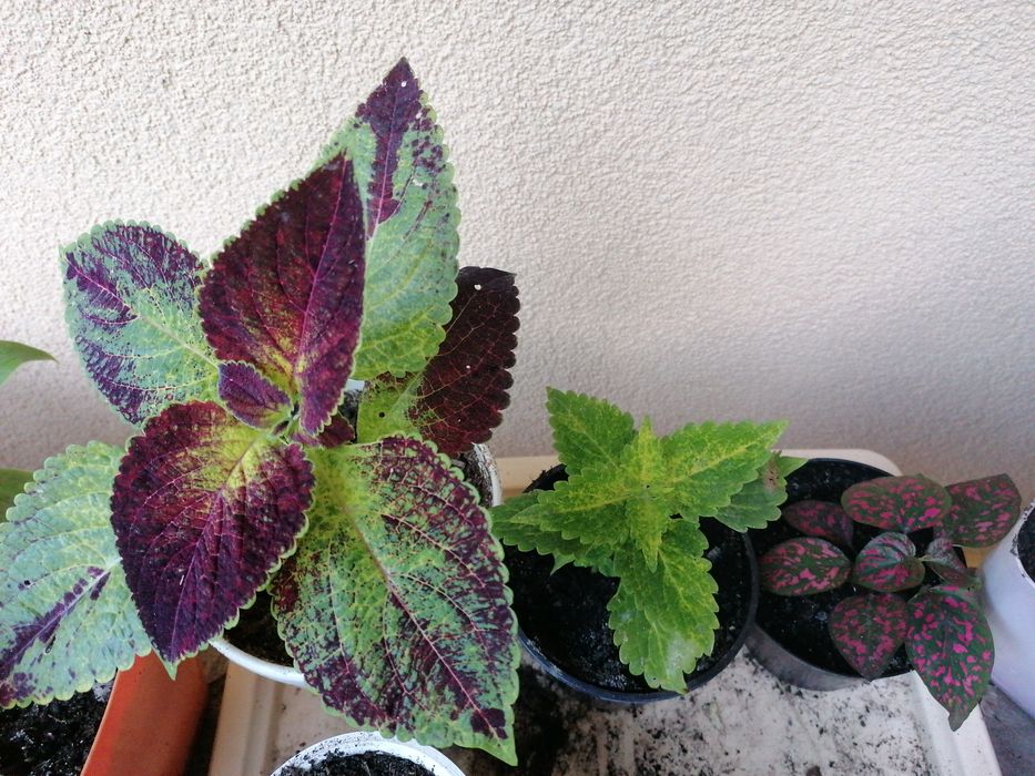 Dwie pokrzywki i niedospian