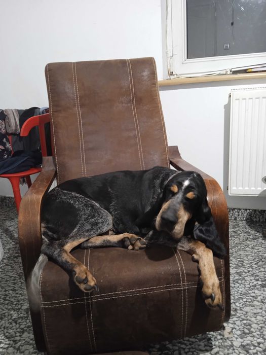 Duży Gończy Gaskoński jak Bloodhound i Bracco italiano ZKwP FCI