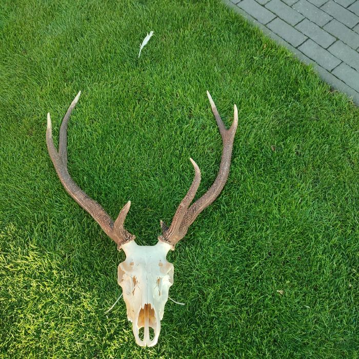 Poroże jelenia Myłkusa