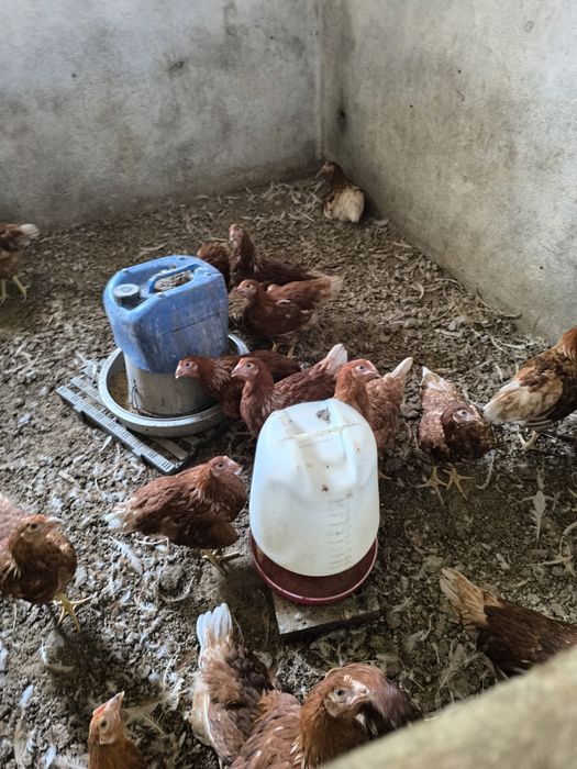 Frangas de Raça poedeira