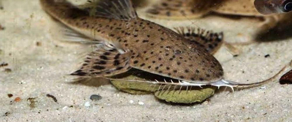 Glonojad - Planiloricaria cryptodon - odłów - WF - dowóz, wysyłka