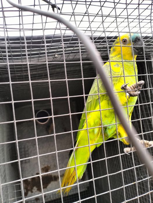 Aestivas xanthoperix 2024