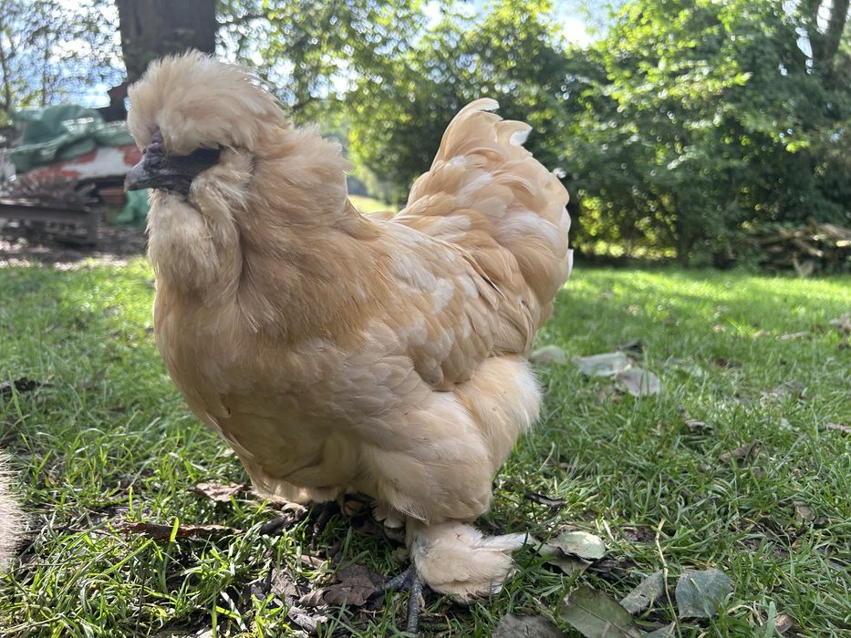 Jajka lęgowe kura silka silki jedwabiste kogut silka