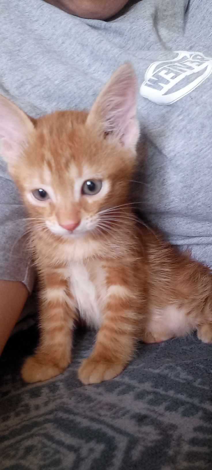 Котик в добрі руки.