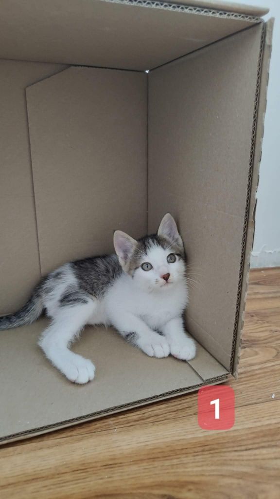 Trzech uratowanych kociaków szuka domków - do pilnej adopcji