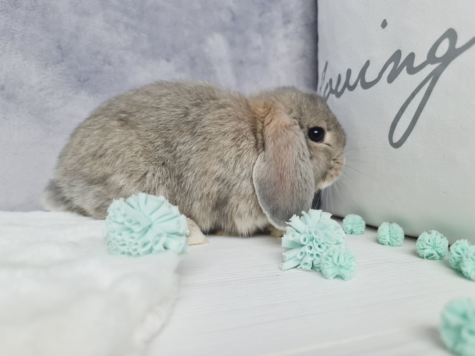 Mini lop królik króliczek miniaturka baranek gotowy na odbiór