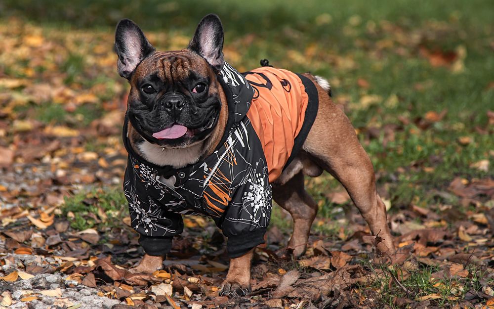 Вязка Французский бульдог