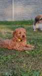 Szczeniak goldendoodle