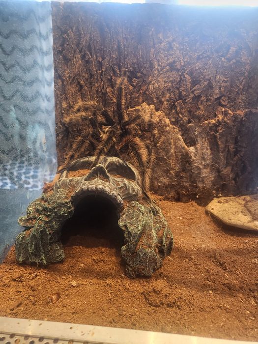 Ptasznik olbrzymi razem z terarium.