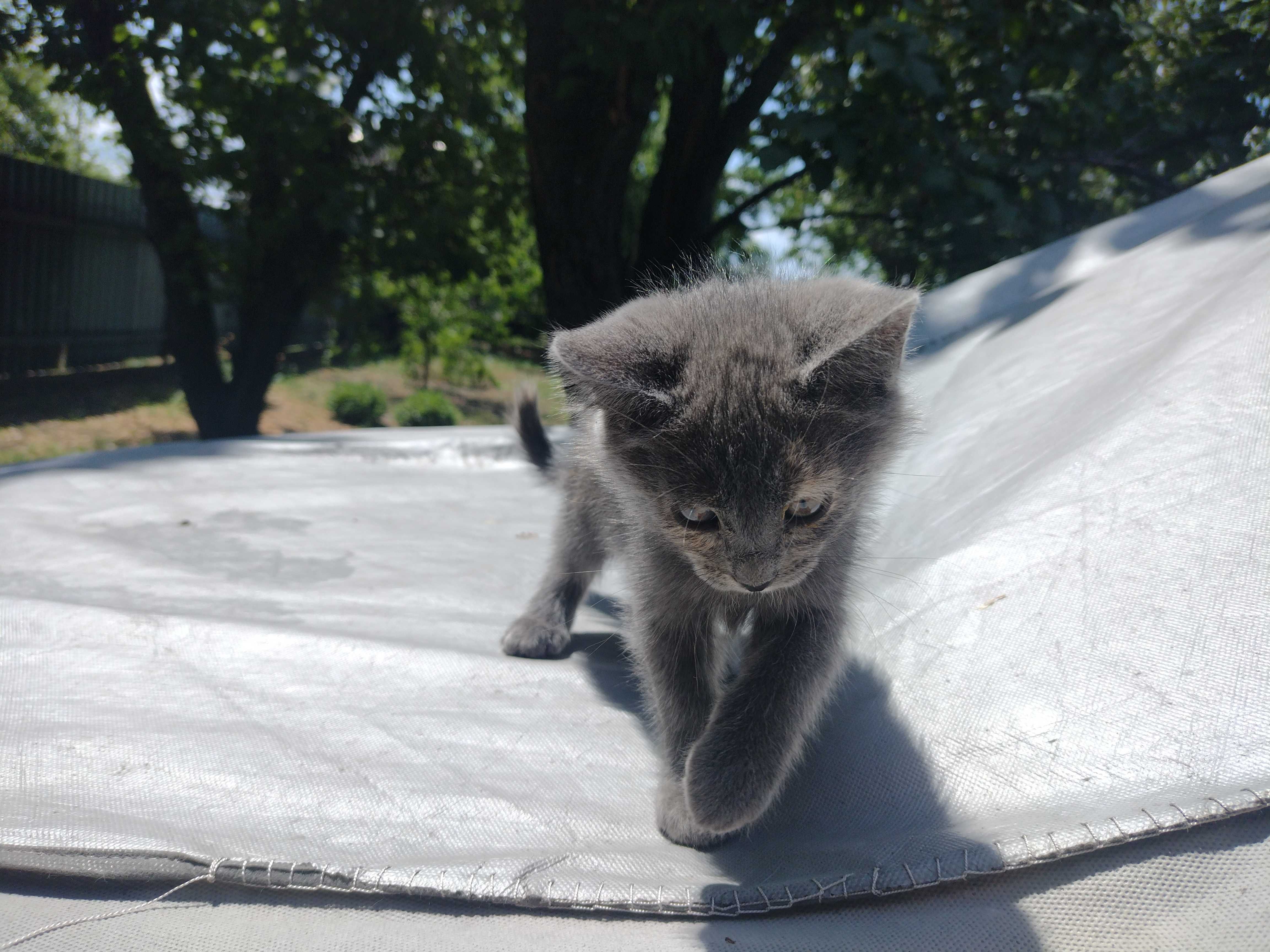 Дымчатая красавица котёнок ищет дом!