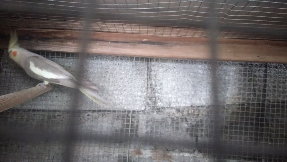 Vendo esta femea de caturra