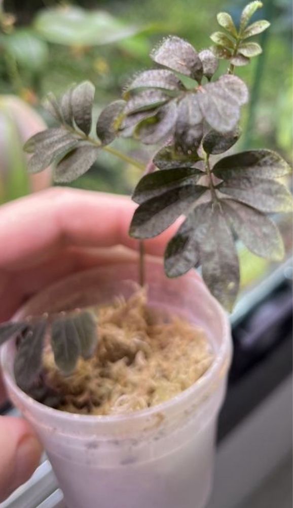 Rośliny tropikalne do terrarium i paludarium marcgravia,solanum i inne