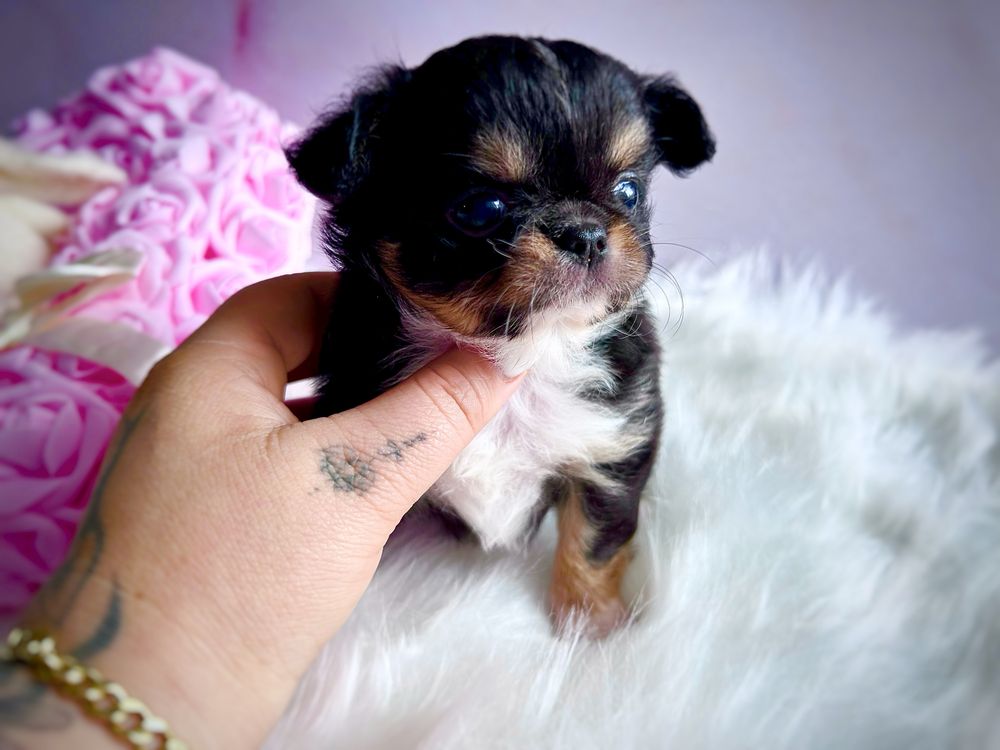 ***Śliczna długowłosa dziewczynka chihuahua tri color***