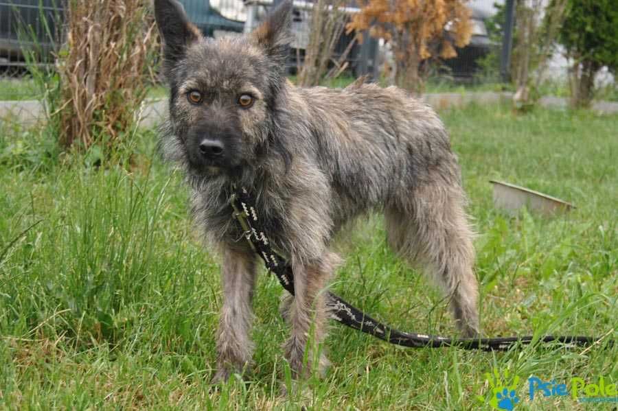 Fraszka spokojna wystraszona sunia szuka domu