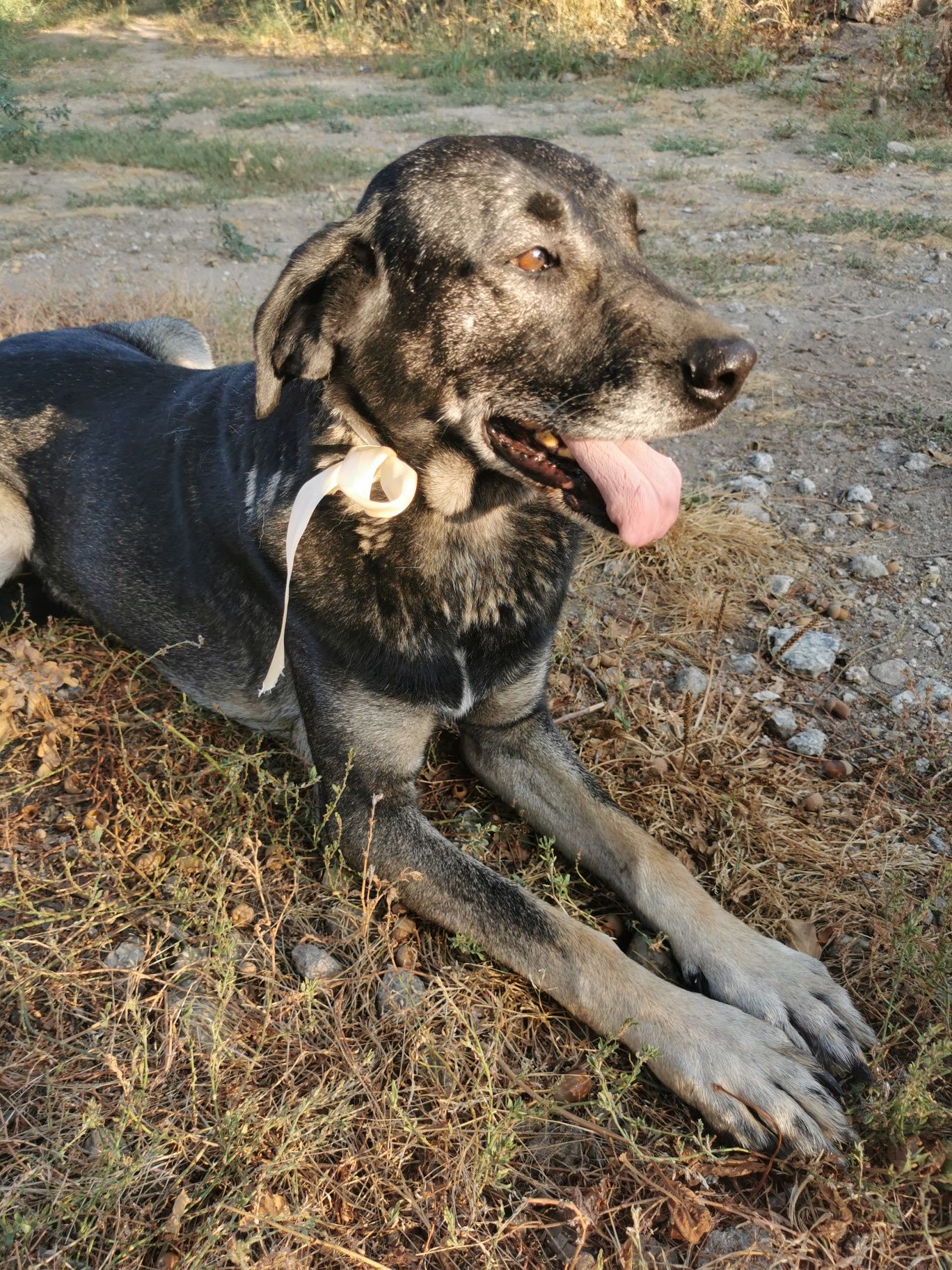 Cadela para adoção