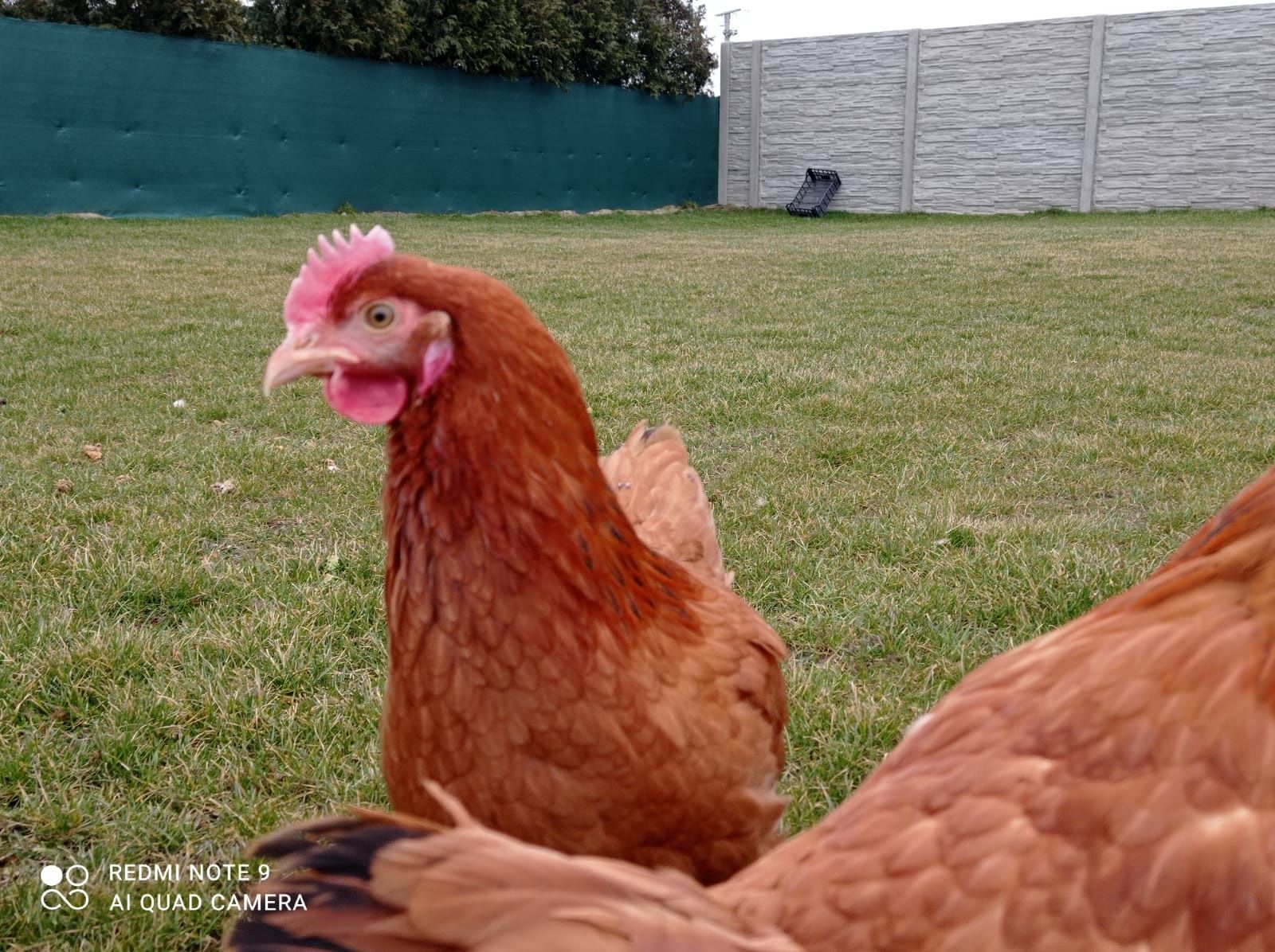 Kury nioski koko szki młode Rossa leghorn zielononóżki dominant