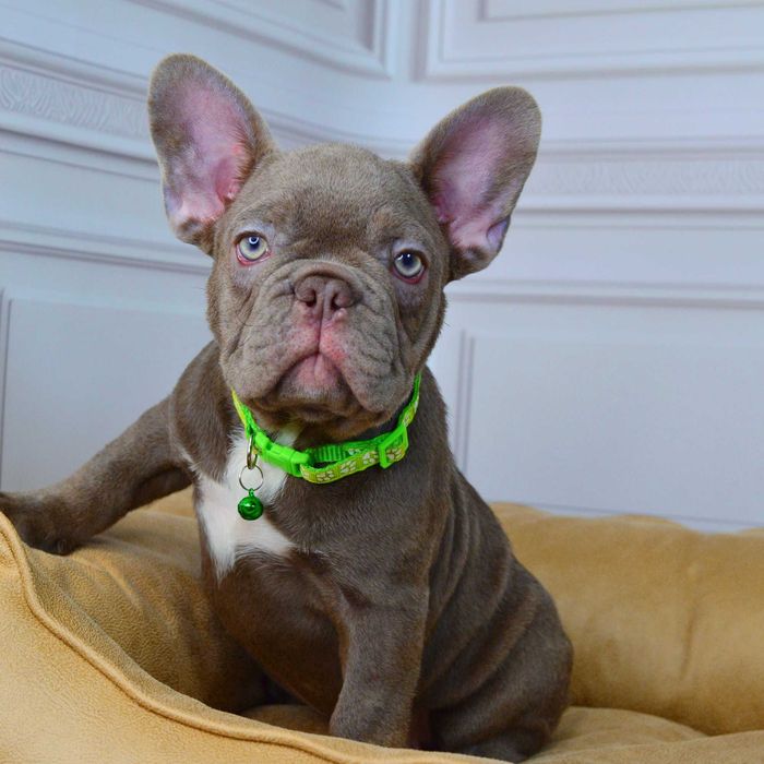 Прекрасні малюки у пошуках люблячих родин!!!