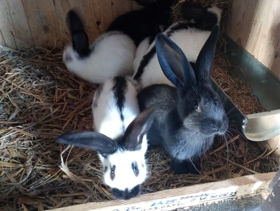 Sprzedam młode Srokacz