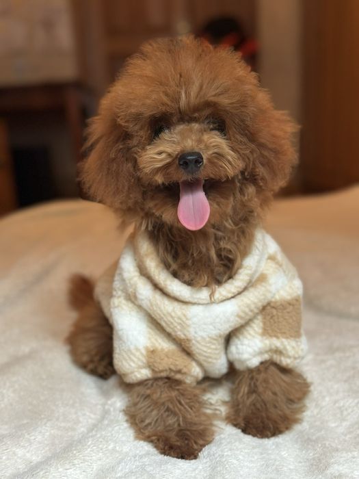 Щенки той пудель red brawn, toy poodle teucap