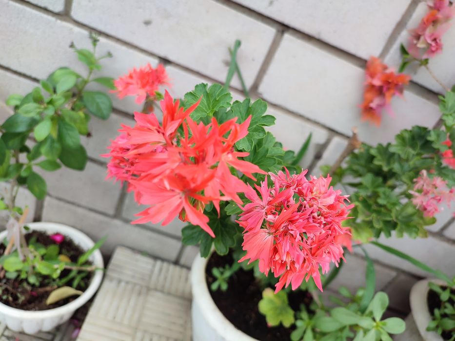 Пеларгонія ампельна та кущова