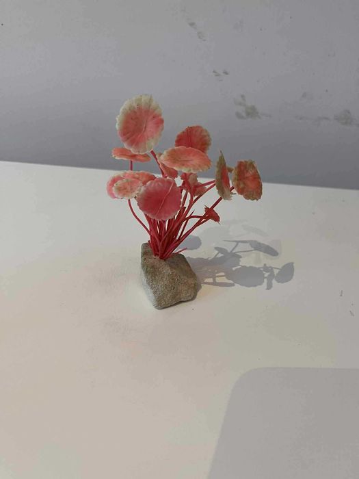 Czerwony kwiatek akwariowy