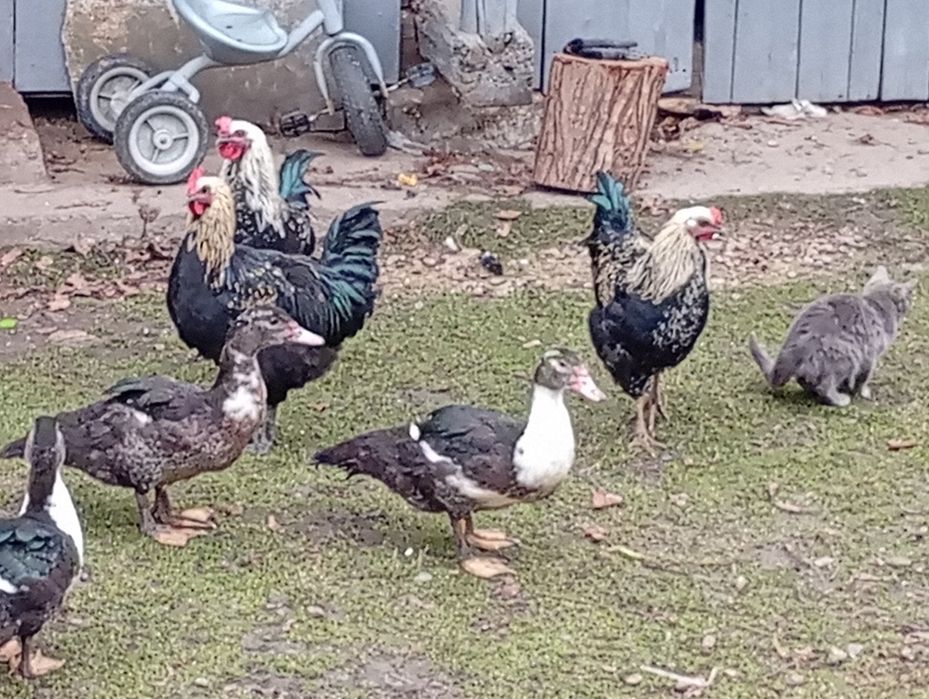 Продам молоді півники.