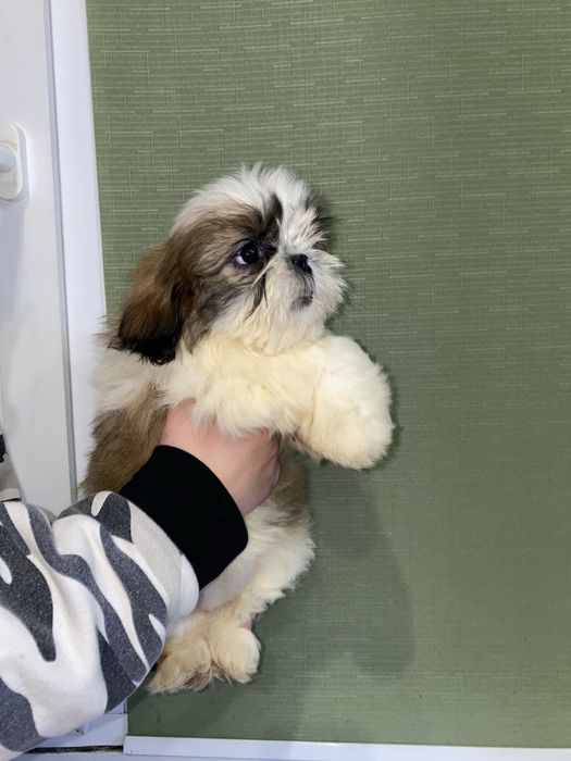 Шикарна леді з документами