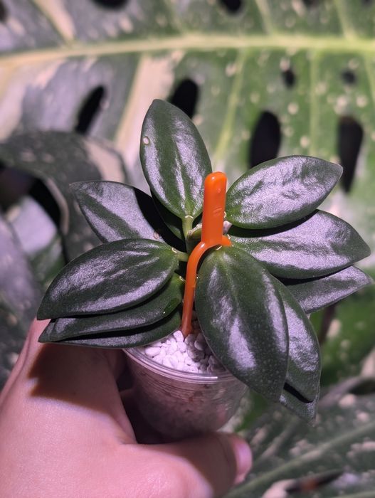 Hoya hoja Pachyclada snow lotus perełka