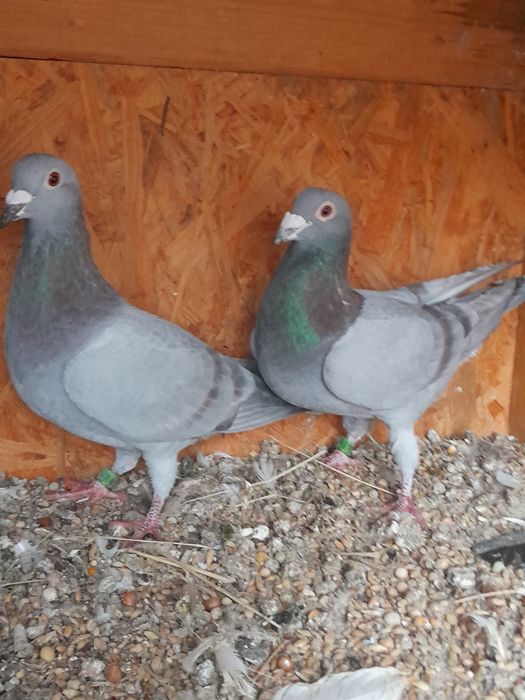 Gołębie  pocztowe